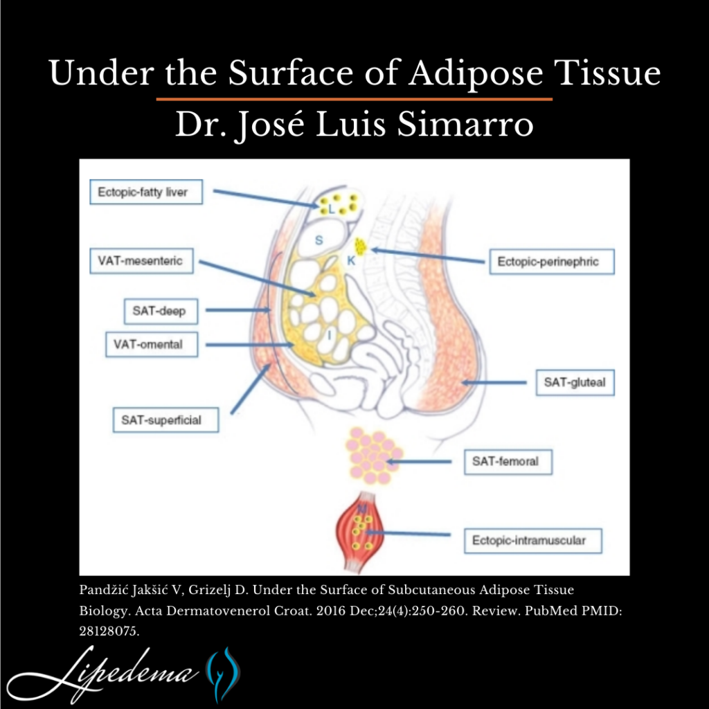 adipose tissue