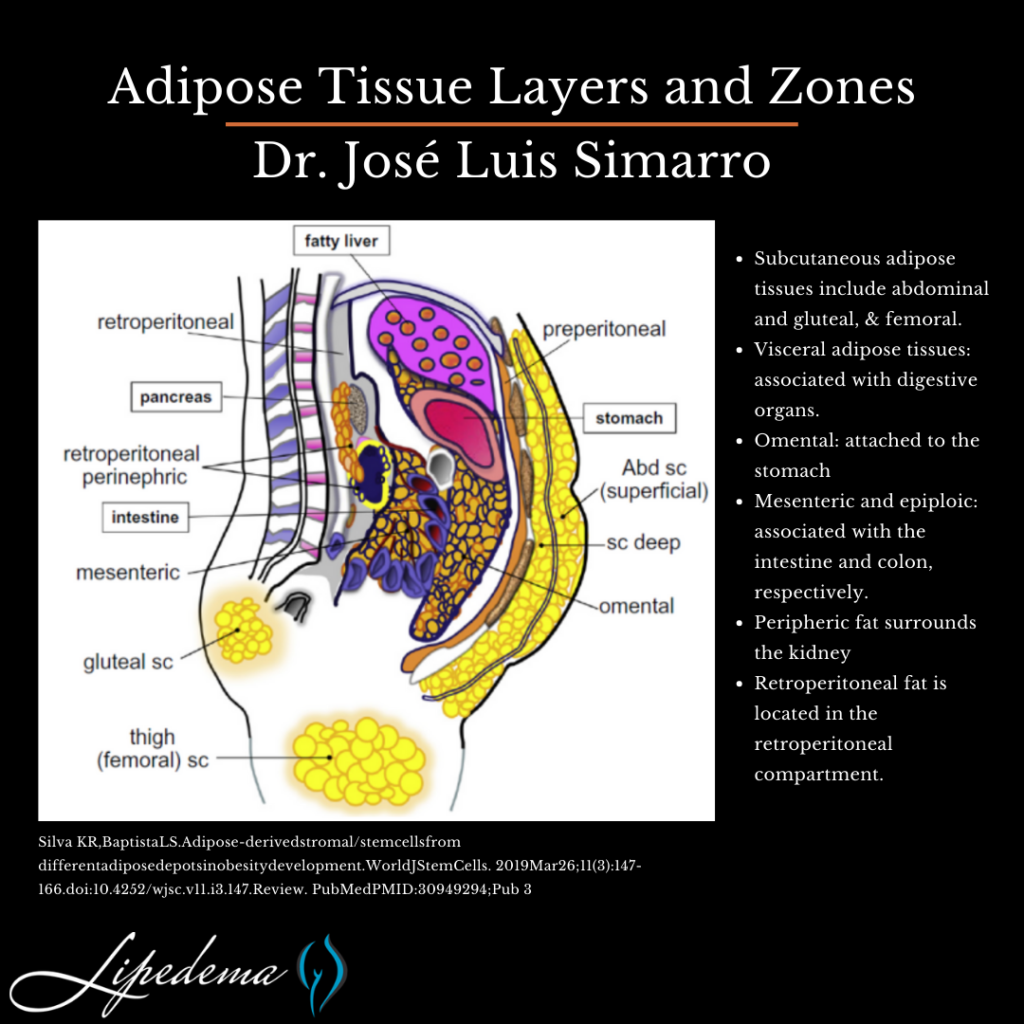 adipose tissue