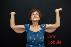 Arm-Lobules-Labelled-2