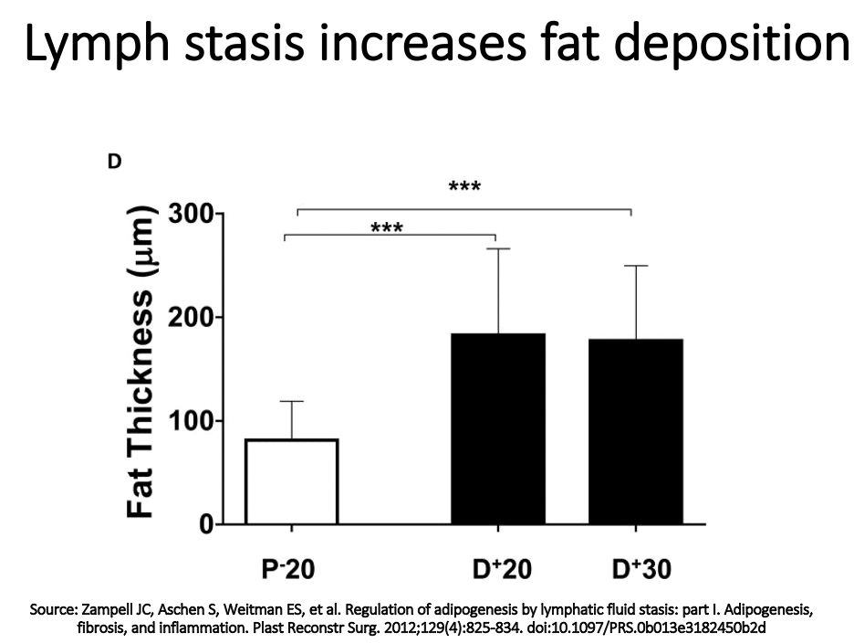Lymph Stasis Increases Fat Desposition
