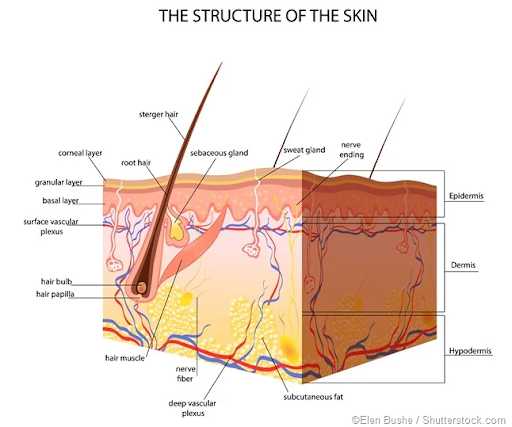 Diagram of Skin Structure